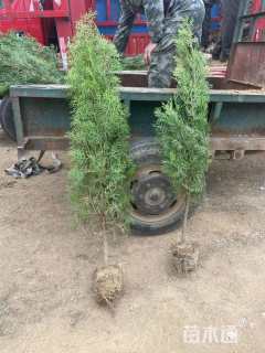 高度150厘米侧柏