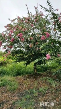 高度450厘米红花紫薇