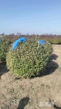 高度120厘米红王子锦带球