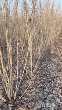 高度200厘米丛生紫荆