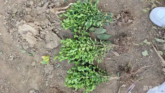 高度30厘米瓜子黄杨