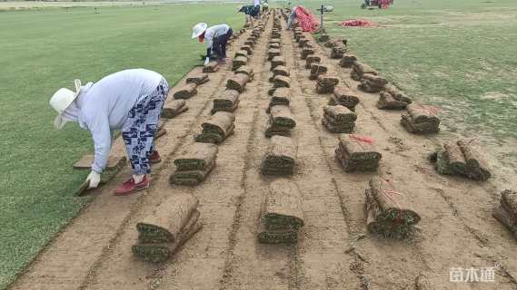 草卷状百慕大草