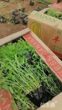 高度10厘米千屈菜