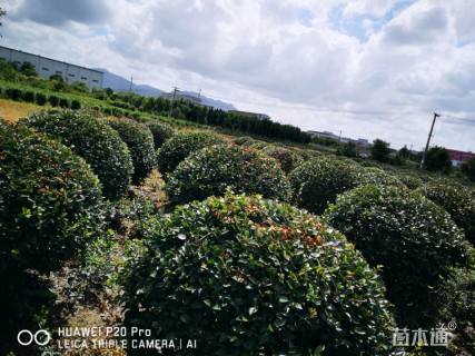 移栽苗茶梅球