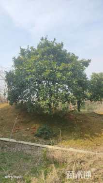 15公分(3杆)丛生香橼