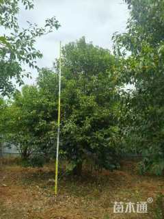 10公分(4杆)丛生女贞