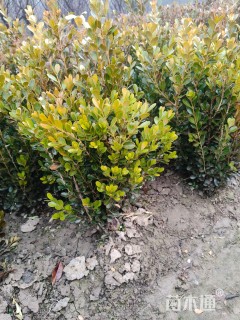 高度35厘米小叶黄杨