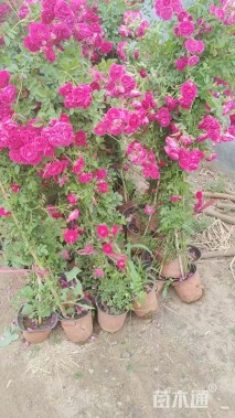 高度180厘米木香