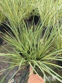 高度20厘米石菖蒲