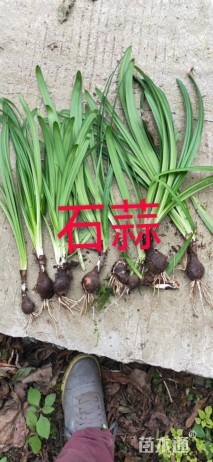 高度30厘米石蒜