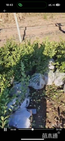 高度35厘米卫矛