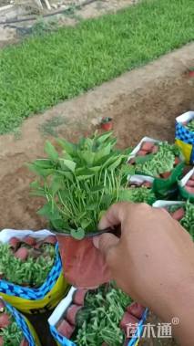 高度15厘米紫花地丁