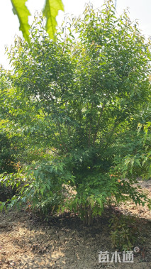 3公分茶条槭