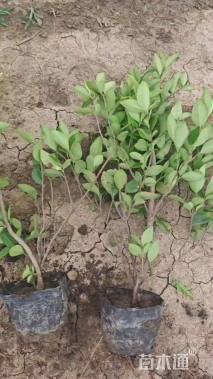 高度40厘米金森女贞