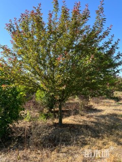 12公分绚丽海棠