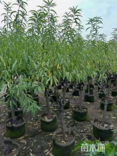 高度250厘米鹰嘴桃