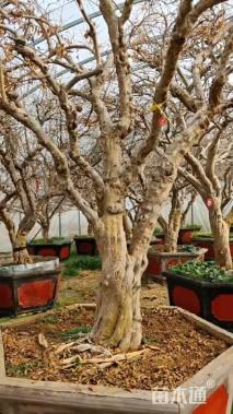 高度500厘米石榴