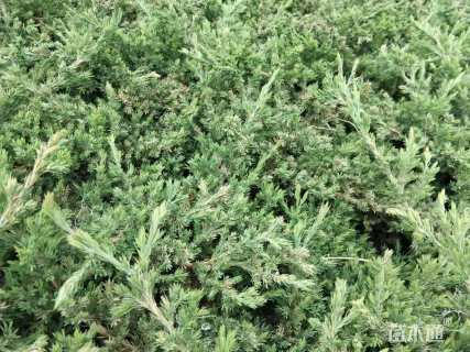 高度20厘米铺地柏