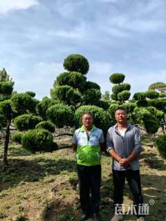 20公分造型龙柏