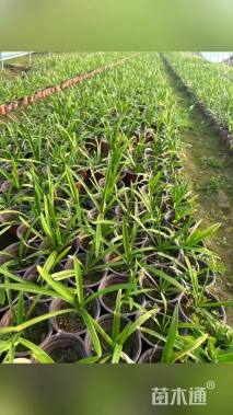 高度20厘米百子莲