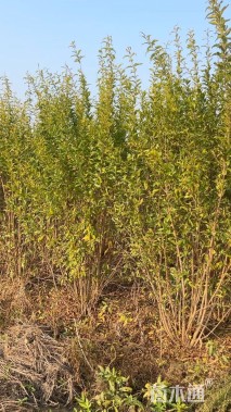 高度200厘米丛生花石榴