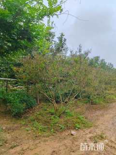 高度400厘米丛生紫薇