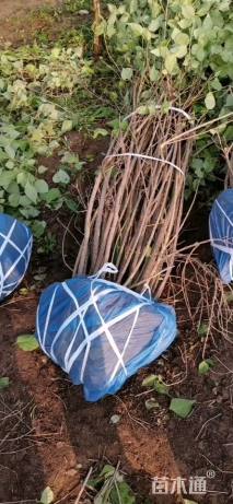 高度250厘米华北连翘