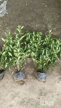 高度45厘米大叶栀子