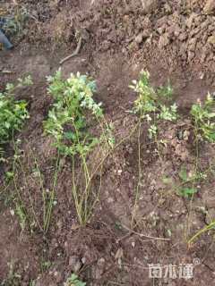 高度70厘米蔷薇