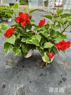 高度15厘米大红花