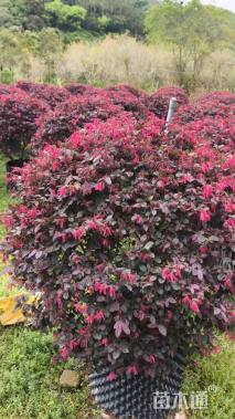 冠幅120厘米红花继木球