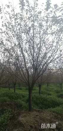 15公分染井吉野樱