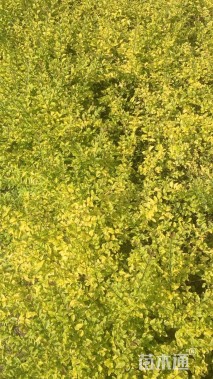 高度40厘米金叶女贞