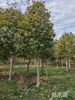 16公分娇红一号