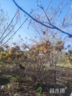 高度180厘米木绣球