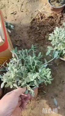 高度30厘米水果兰球