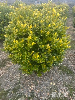 冠幅150厘米金森女贞球