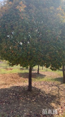 15公分高杆红叶石楠