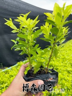 高度30厘米龙船花