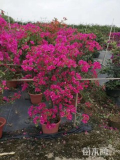 高度140厘米三角梅