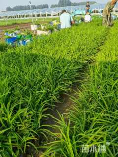 高度25厘米大花萱草