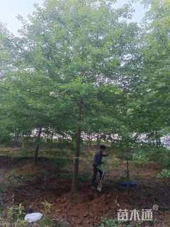 16公分柳叶栎