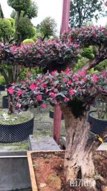 10公分造型红花继木桩