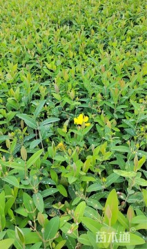 高度50厘米金丝桃