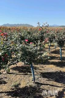 高度120厘米高杆月季