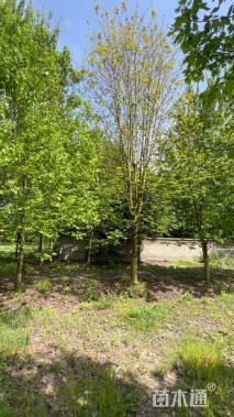 12公分美国红枫