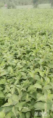 高度60厘米红柳