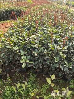 高度25厘米红叶石楠小苗