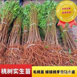 高度30厘米毛桃小苗