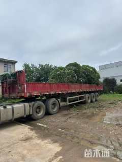 高度300厘米丛生桂花